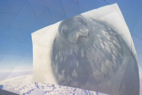 ドーム型シアターの中で、南極に生息する動物たちの生態を学習