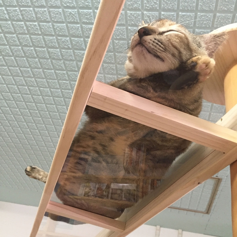 9月9日『譲渡型・保護猫カフェ カーロ』オープン 明石市 [画像]