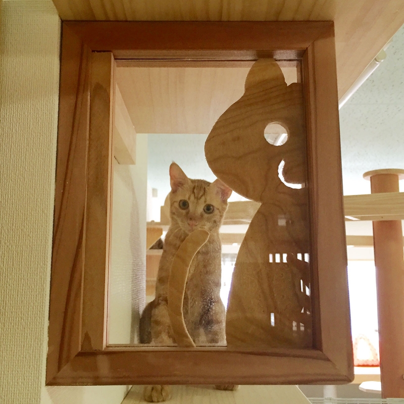 9月9日『譲渡型・保護猫カフェ カーロ』オープン 明石市 [画像]
