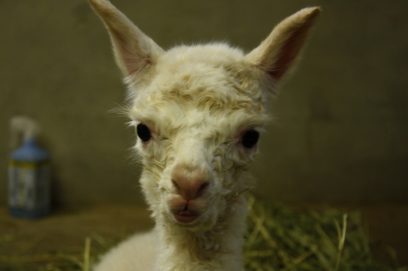 ヨーデルの森 2016年2度目のアルパカの赤ちゃんが誕生 [画像]