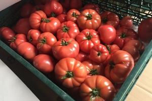 「栄養価の高いトマトとトマトソースファンド」