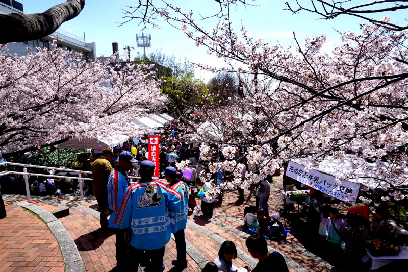 春の風物詩が今年も『第24回なだ桜まつり』　神戸市灘区 [画像]