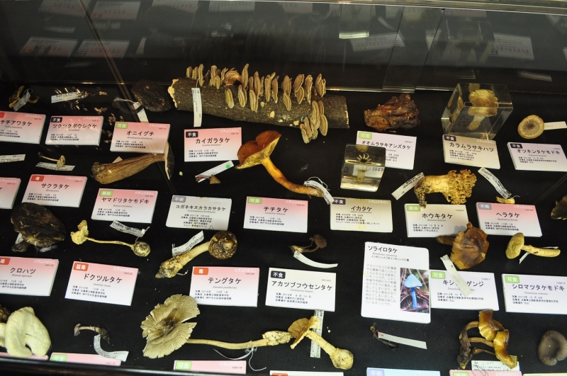 人と自然の博物館『六甲山のキノコ展2017～野生のキノコの不思議な魅力～』　三田市 [画像]