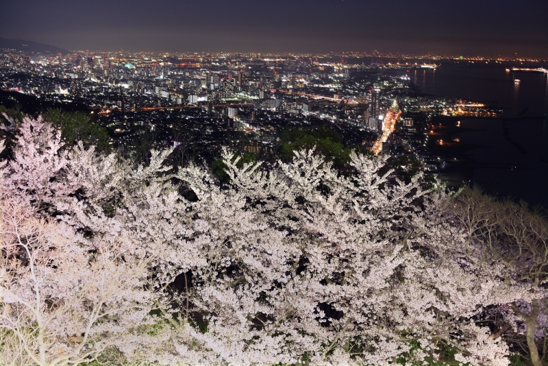須磨の桜を楽しむイベント『敦盛桜2017』　神戸市須磨区 [画像]