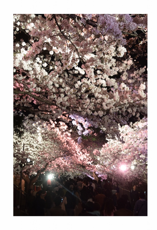 神戸市立王子動物園『夜桜通り抜け』　神戸市灘区 [画像]