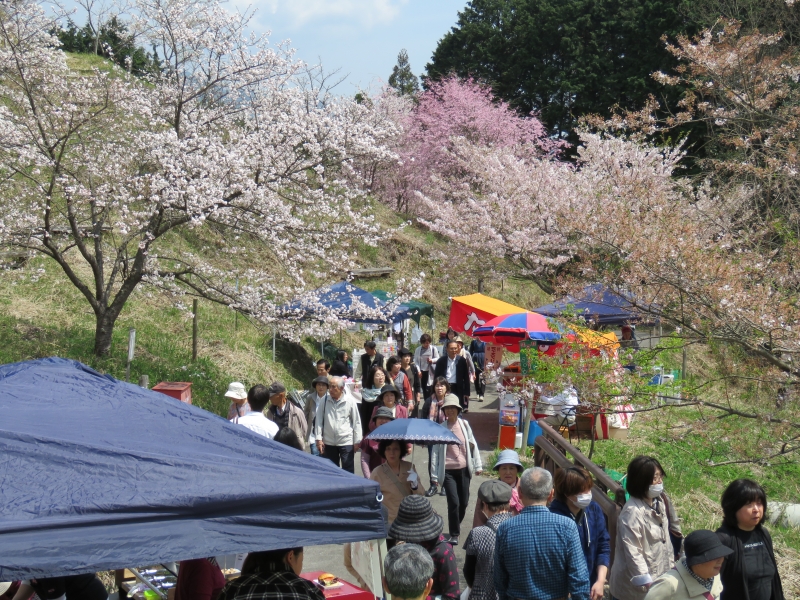桜の青空博物館『桜華園』が3月21日よりシーズンオープン　神崎郡神河町 [画像]