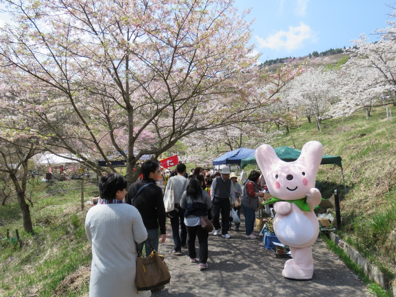 桜の青空博物館『桜華園』が3月21日よりシーズンオープン　神崎郡神河町 [画像]