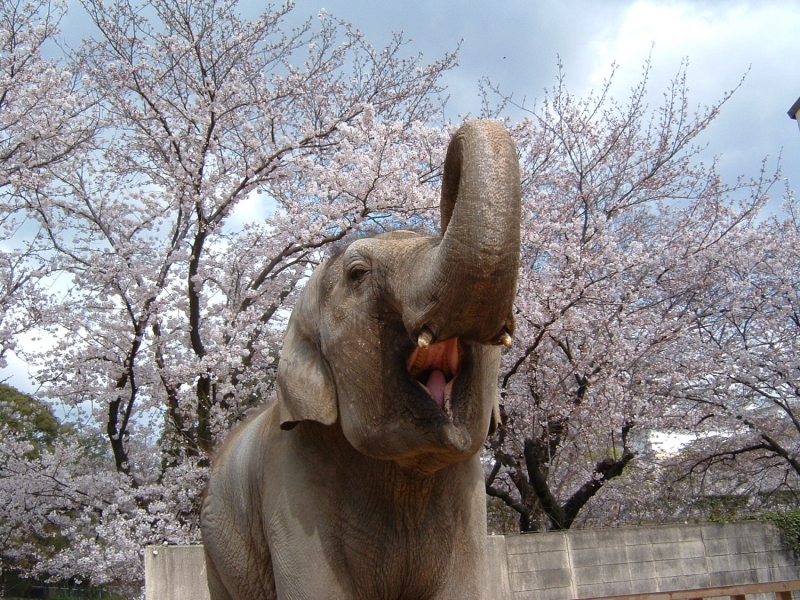姫路市立動物園、姫路城の桜に合わせ入園無料に　姫路市 [画像]