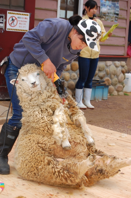 春の羊まつりスタート 六甲山牧場『2017・スプリングバンケット』　神戸市灘区 [画像]