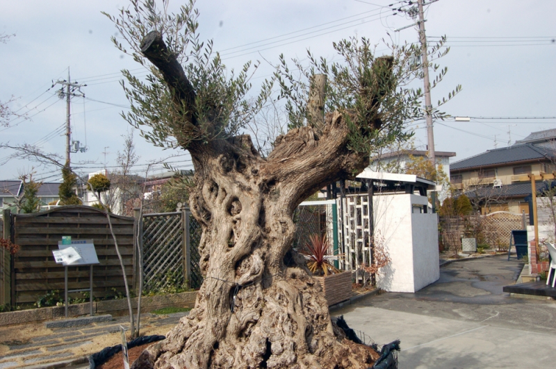 樹齢500年のオリーブ
