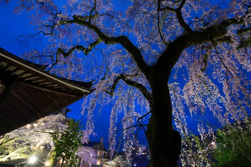 有馬温泉善福寺『夜桜茶会』　神戸市北区 [画像]