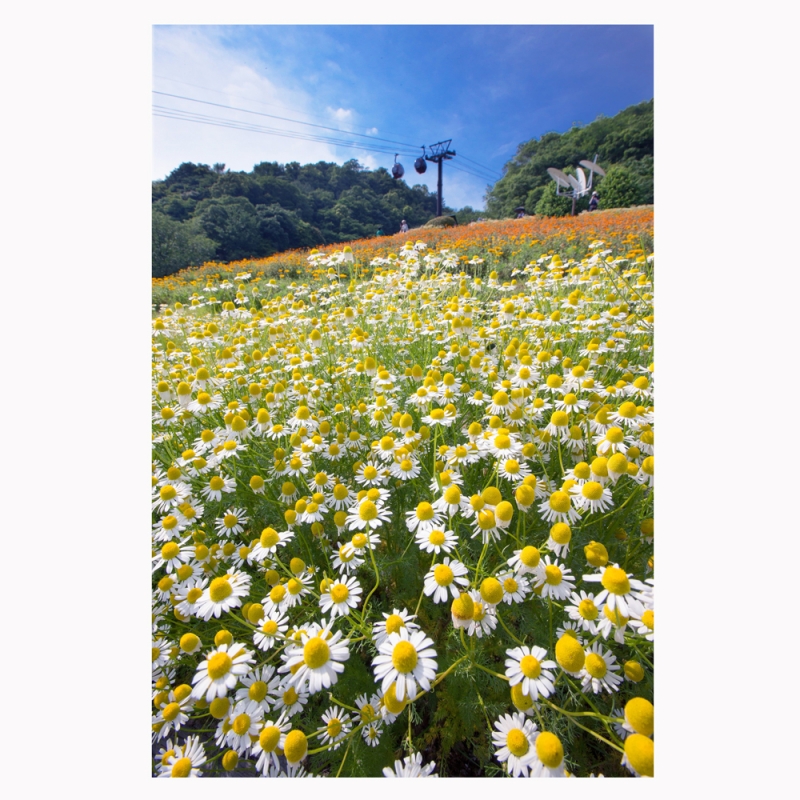 「風の丘フラワー園カモミール」神戸布引ハーブ園