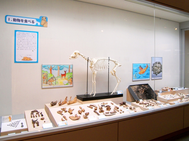 神戸市埋蔵文化財センター 春季企画展『発見！遺跡のどうぶつたち』　神戸市西区 [画像]