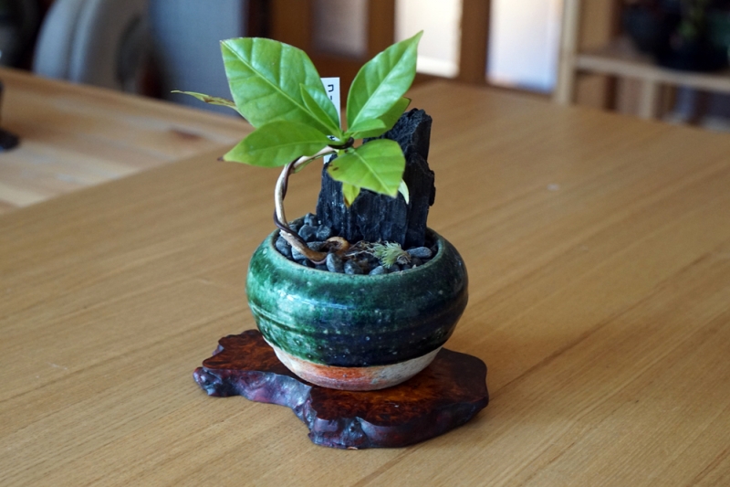 講師・上原久美子さんの作品「コーヒー盆栽」
