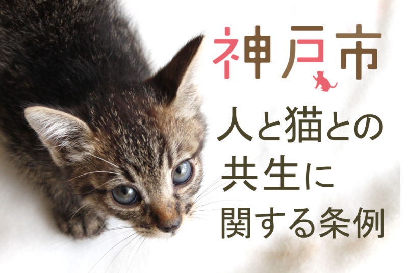 “人と猫とが共生するまちをめざして” 神戸市が特設ウェブサイトを開設 [画像]