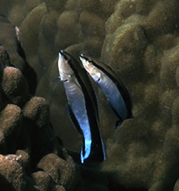 性転換する魚「ホンソメワケベラ」