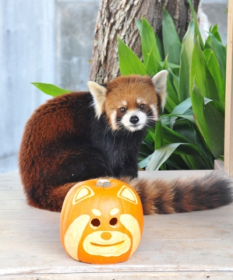 神戸市立王子動物園『ハロウィンZOO』　10月3日は入園無料に [画像]
