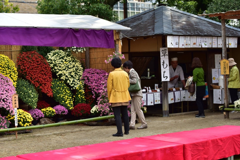 相楽園『第66回 菊花展』　神戸市中央区 [画像]