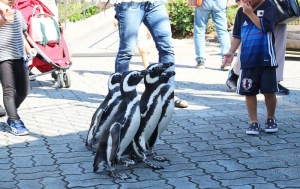 ペンギンの散歩ライブの様子
