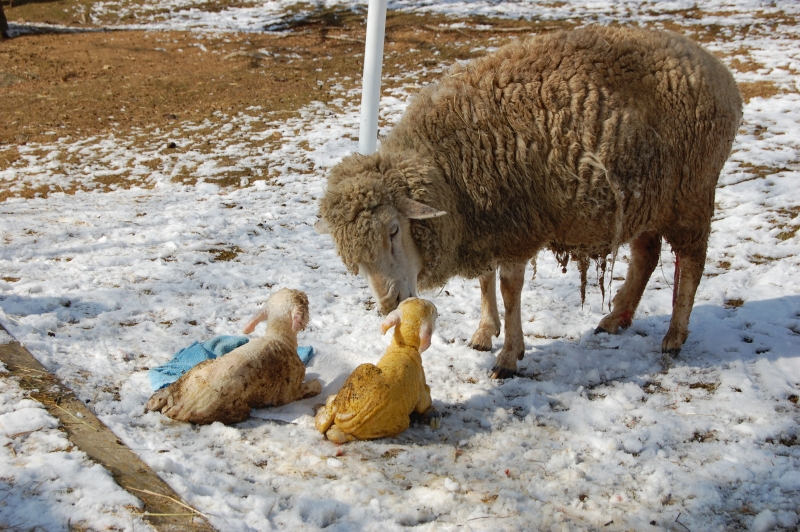 六甲山牧場　羊のベビーラッシュ始まる　神戸市灘区 [画像]