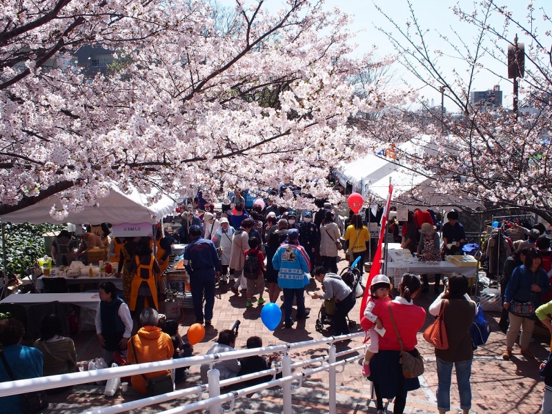 『第25回なだ桜まつり』神戸市灘区 [画像]