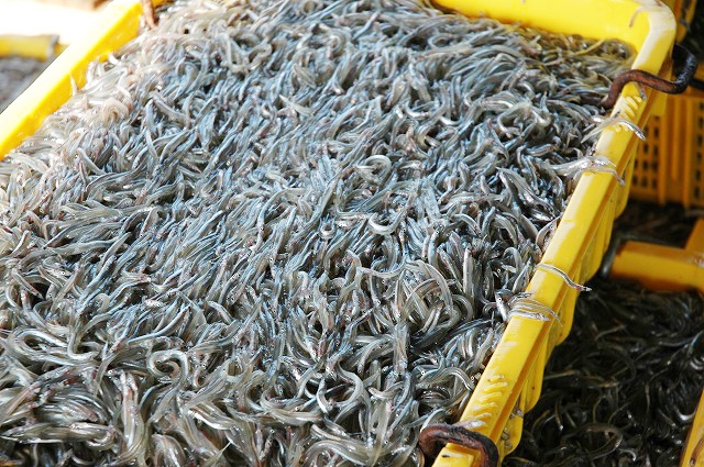 今年のいかなごの新子漁が本日2月26日より解禁 [画像]
