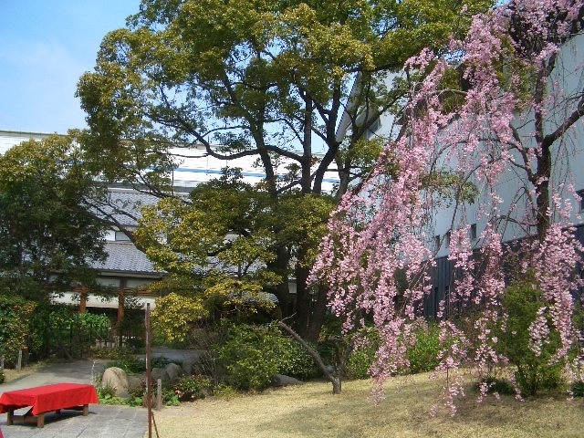 神戸酒心館『桜まつり』　神戸市東灘区 [画像]