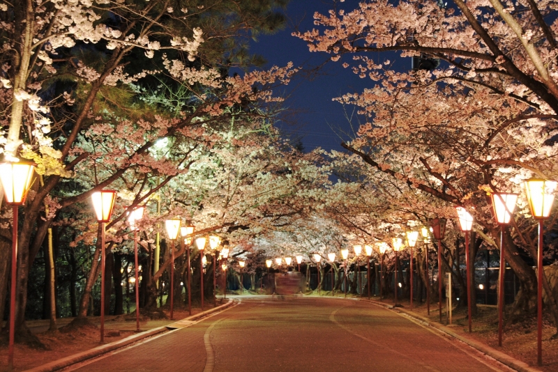 桜、ツツジの名所・日岡山公園「ぼんぼり」ライトアップ　加古川市 [画像]