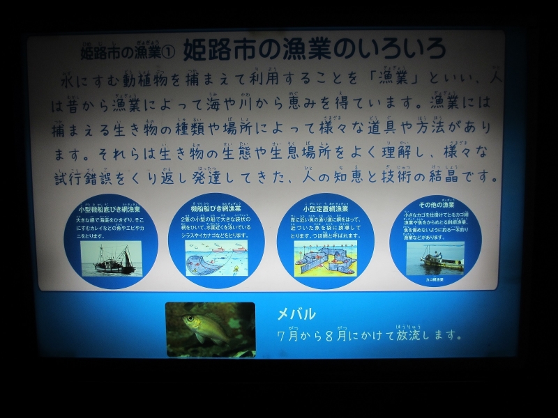 姫路市立水族館『栽培漁業コーナー』開設　姫路市 [画像]