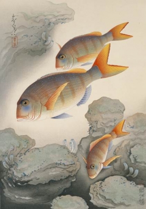 大野麥風「大日本魚類画集」《マダイ》1937年