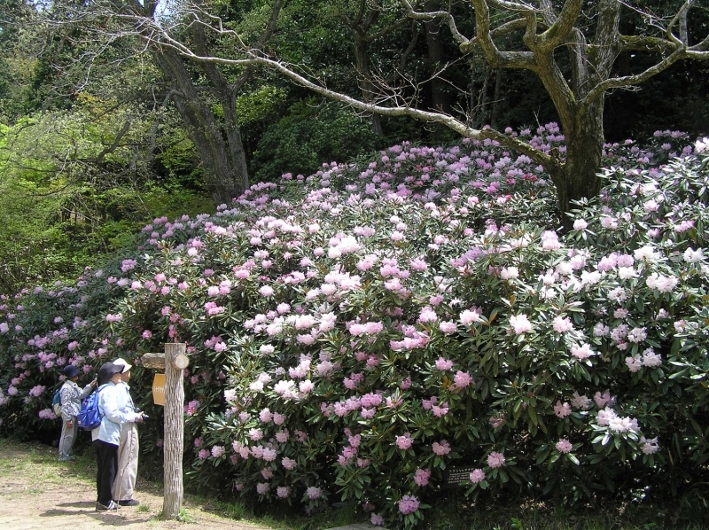 神戸市立森林植物園『新緑 つつじ・しゃくなげ散策』　神戸市北区 [画像]