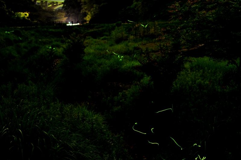 あいな里山公園『ホタルの夕べ～みつけよう！里山に舞う生命の灯～』　神戸市北区 [画像]