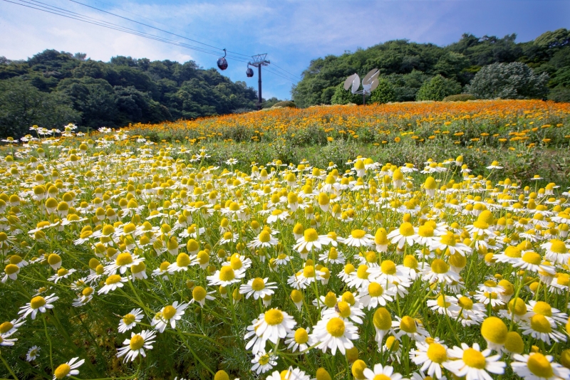 神戸布引ハーブ園『春の収穫祭2018 ～カモミールを摘み取ろう！～』神戸市中央区 [画像]