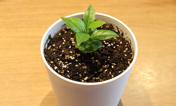 鉢植えしたコーヒーの木