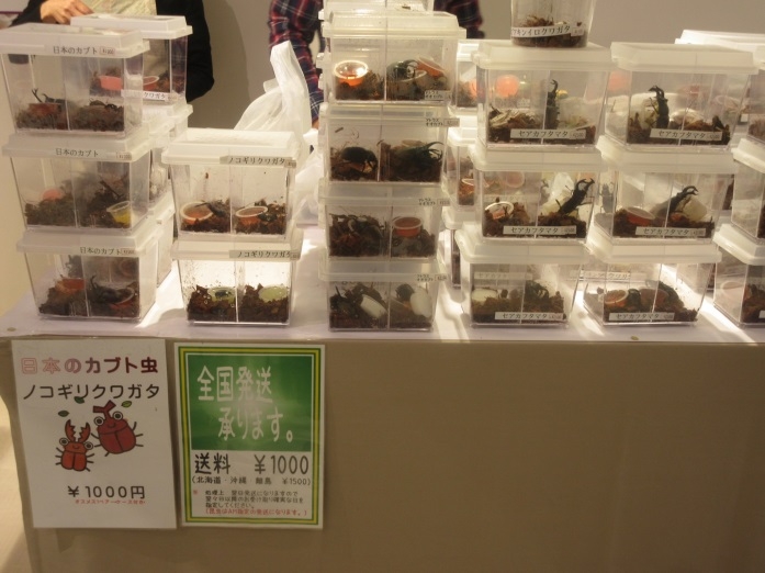 『さんちか昆虫の森展』神戸市中央区 [画像]