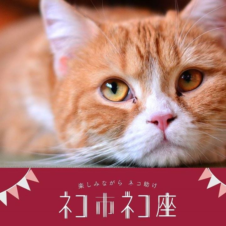 KIITO　楽しみながら、猫助け『ネコ市ネコ座』神戸市中央区 [画像]