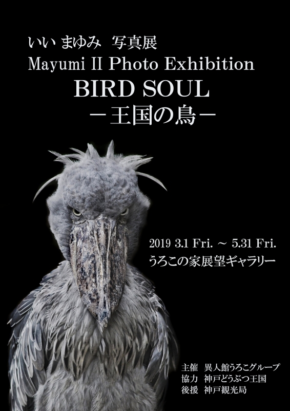 いいまゆみ写真展『BIRD SOUL-王国の鳥-』神戸市中央区 [画像]