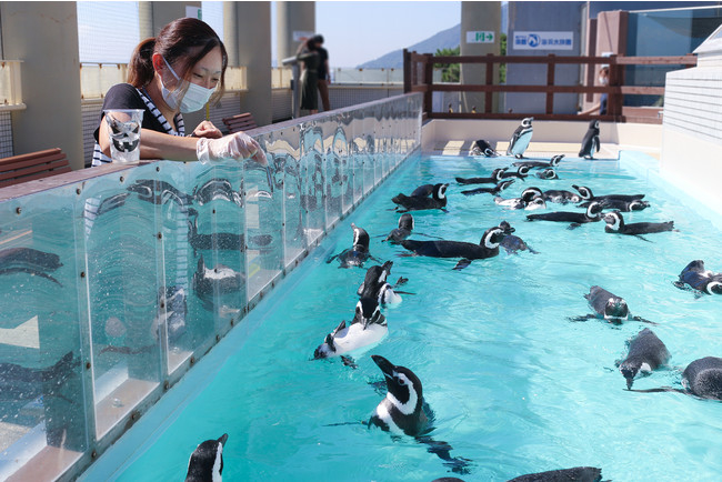 須磨海浜水族園「ペンギンの餌やり体験」などハロウィン限定イベント [画像]