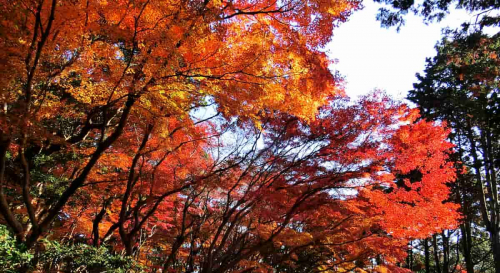 『神戸市立須磨離宮公園』が紅葉の見ごろに合わせてイベントを開催