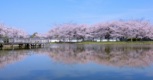 赤穂城跡周辺の「桜」が見ごろを迎えます　赤穂市