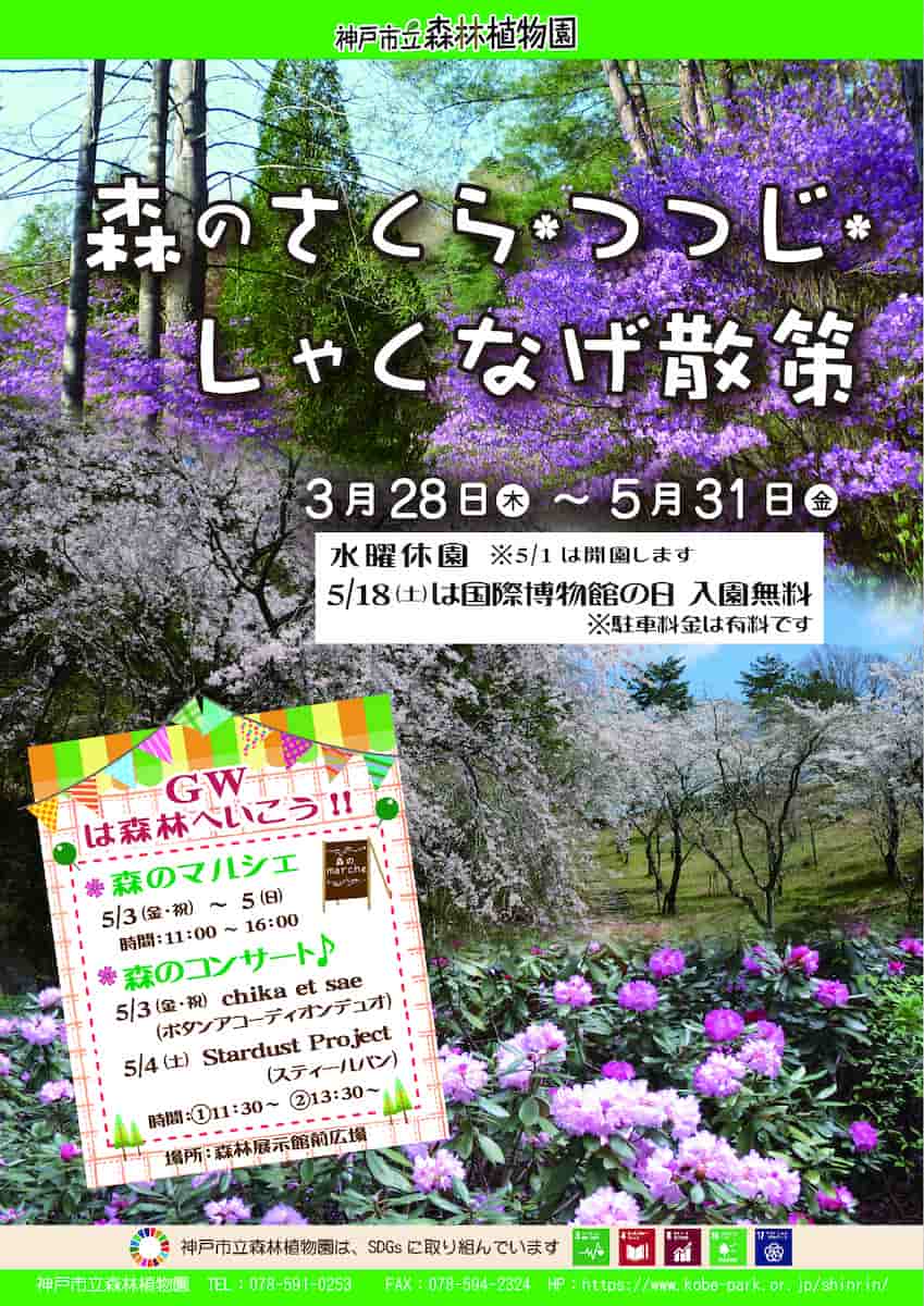 神戸市立森林植物園で「森のさくら・つつじ・しゃくなげ散策」を開催　神戸市 [画像]