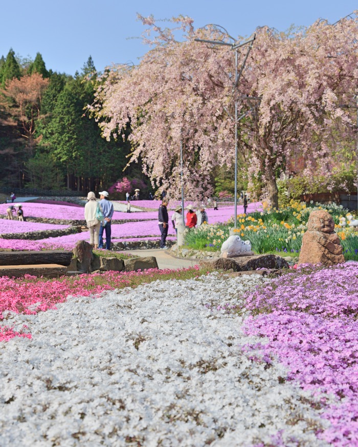 永沢寺にある「花のじゅうたん」が見ごろを迎えます　三田市 [画像]