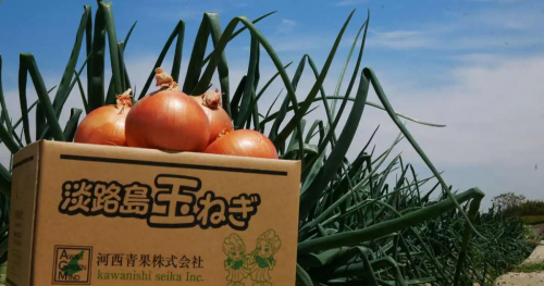 農業体験ツアー「旬の味覚！！淡路島新玉ねぎ収穫体験 in 河西青果」開催　南あわじ市