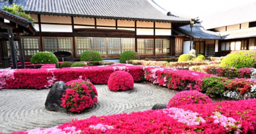 清涼寺心月院の「霧島ツツジ」が見ごろを迎えています　三田市