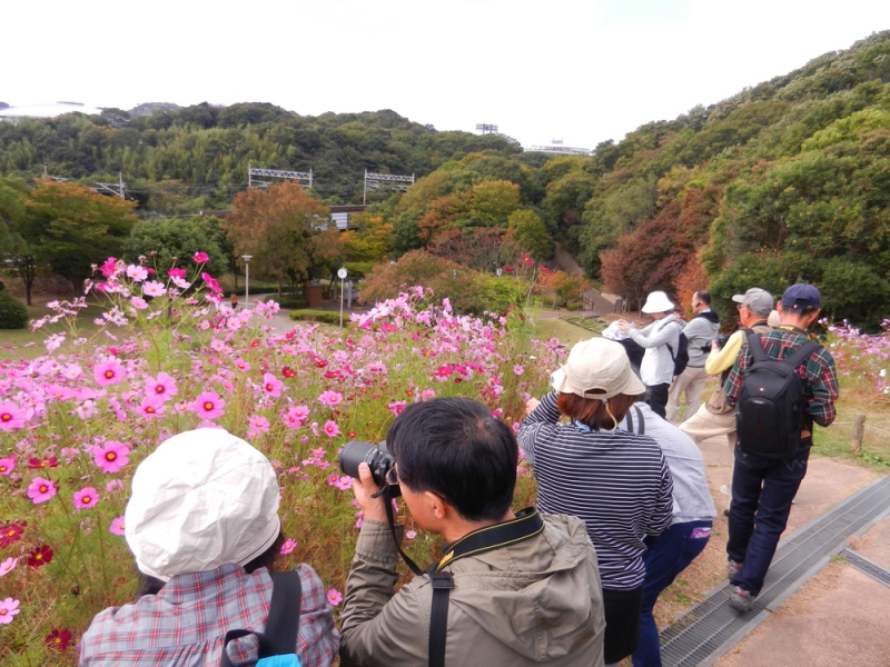 『コスモスを撮ろう！デジカメ写真教室』神戸総合運動公園 [画像]