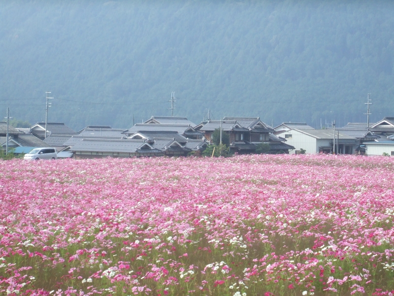 『清住コスモスまつり』　丹波市氷上町 [画像]