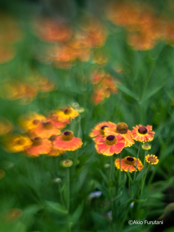 『第2回印象派 花の写真展 リリシズム』西宮市北山緑化植物園 [画像]