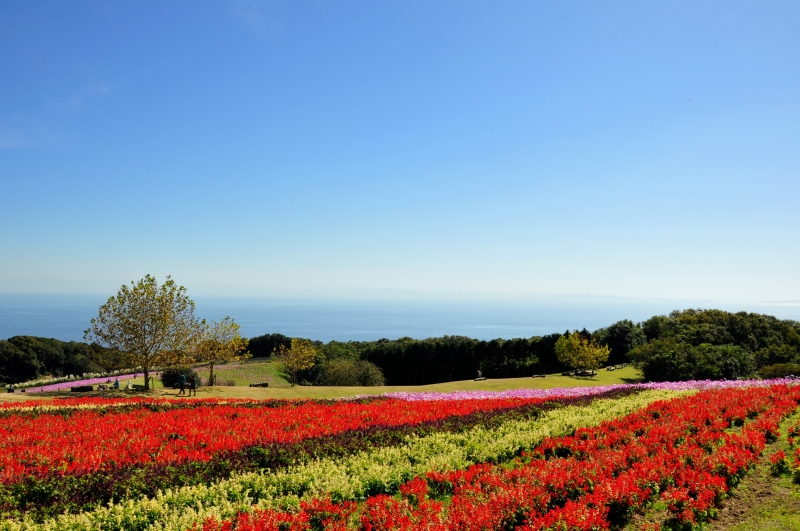 【コスモス・サルビア・ソバ】 あわじ花さじき　淡路市 [画像]