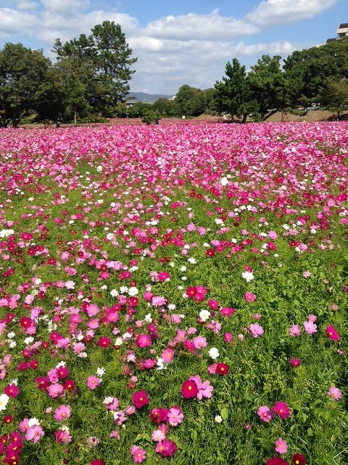 【コスモス】 武庫川髭の渡しコスモス園　尼崎市