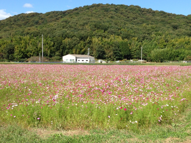 【コスモス】 御北の里コスモス畑　たつの市 [画像]